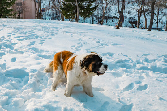 Saint Bernard Dog In Winter Siting On White Snow Ground With Background Of Forest At Kiroro Sky Resort, Hokkaido, Japan