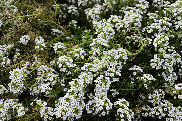 Beautiful white flowers field. Flowers backdrop