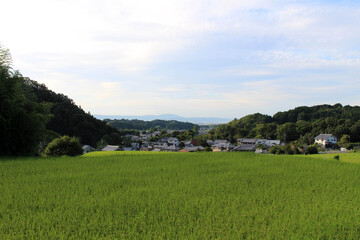 Fototapeta na wymiar Countryside and paddy field in Asuka, Nara