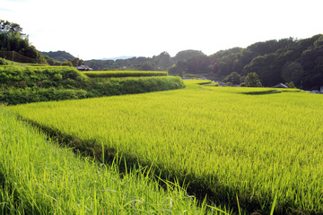 Green landscape of paddy field in Asuka, Nara