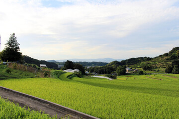 Paddy field or rice terrace in Asuka, Nara