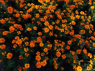 Marigolds (Tagetes) are bright lush flowers. Flowerbed with orange and yellow flowers