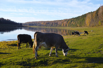 Сows graze on the river bank