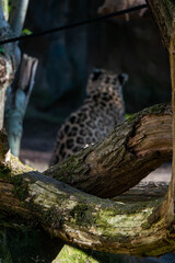 leopard walking on the ground