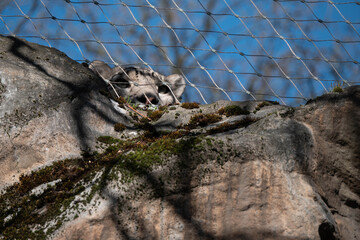 Leopard hiding