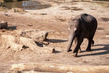 elephant in the zoo