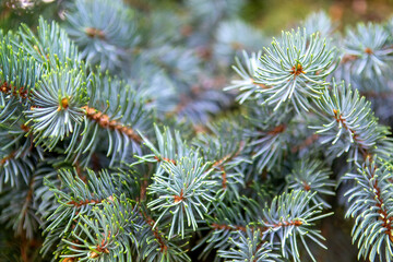 Branches of colorado blue spruce. Selective focus