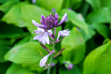 Perennial hosta flower with decorative bicolor leaves and purple flowers on a flowerbed in a summer park. Selective focus