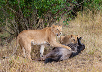 Fototapeta na wymiar Two young lioness made a wildebeest kill seen at Masai Mara, Kenya, Africa