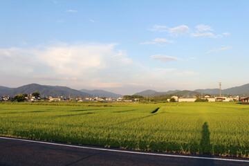 Fototapeta na wymiar Paddy field and housing area in Asuka, Nara
