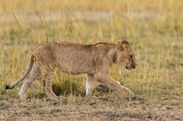 Male Lion walking in a  grassland seen at Masai Mara, Kenya, Africa