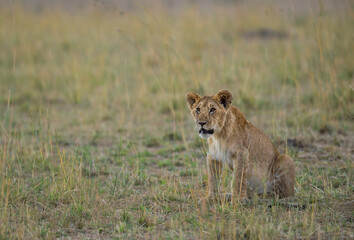Fototapeta na wymiar Young lion sitting in a grassland seen at Masai Mara, Kenya, Africa