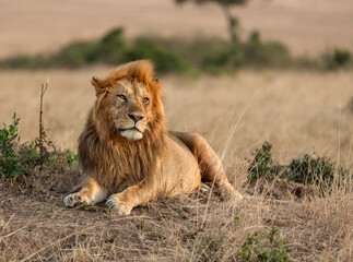 Male Lion sitting on a mount seen at Masai Mara, Kenya, Africa