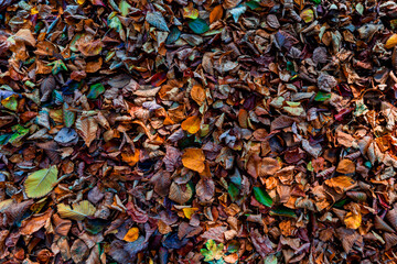 Colorful autumn leaves