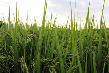 Obraz premium Grains of Japanese rice during sunset