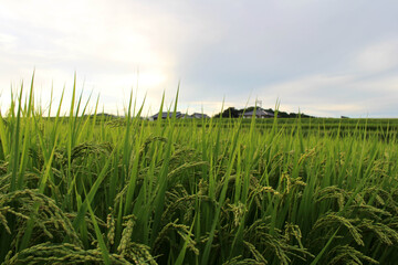 Fototapeta premium Grains of Japanese rice during sunset