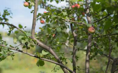 Apples on branches.