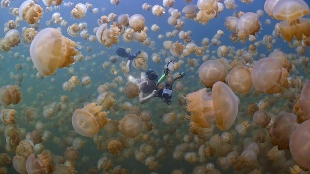 Female snorkeler swims through thousands of swarming golden jellyfish in Palau's Jellyfish Lake