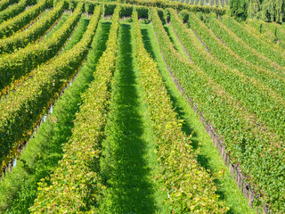 Fototapeta na wymiar Amazing landscape at the vineyards of the Trentino Alto Adige in Italy. The wine route. Natural contest. Rows of vineyards. South Tyrolean wine culture