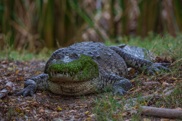 moreletii crocodile