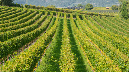 Amazing landscape at the vineyards of the Trentino Alto Adige in Italy. The wine route. Natural contest. Rows of vineyards. South Tyrolean wine culture