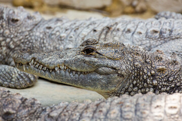 Obraz premium moreletii look