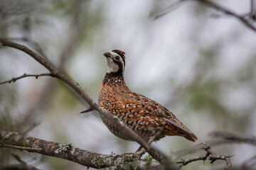 beauty cotui
