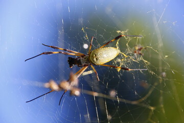 yellow spider