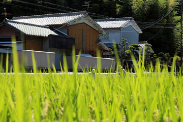 Closeup view of rice grain and people working at ricefield