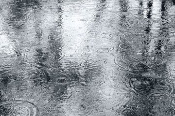 reflection of trees in a puddle on a rainy day