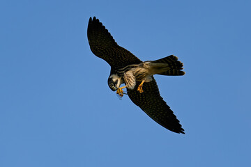 Eurasian hobby (Falco subbuteo)