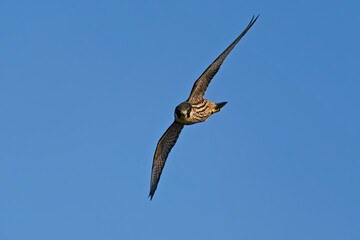 Eurasian hobby (Falco subbuteo)