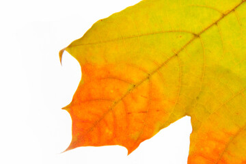 Autumn maple leaf isolated on the white background. Yellow and red leaf