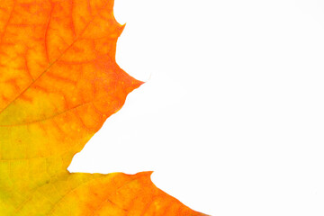 Autumn maple leaf isolated on the white background. Yellow and red leaf