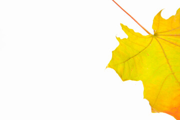 Autumn maple leaf isolated on the white background. Yellow and red leaf