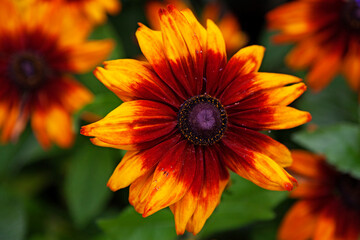 a large yellow flower with red and purple