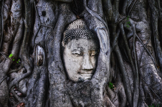 A tree is covering a head of Buddha statue