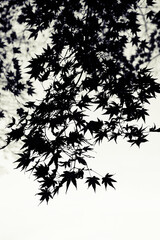 Japanese Maple Branches with Leaves on Sky Background in Black & White