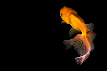 Naklejka premium Goldfish isolated on black background.
