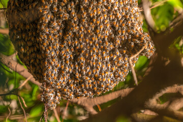  Working bees on the nature honeycomb with sweet honey.