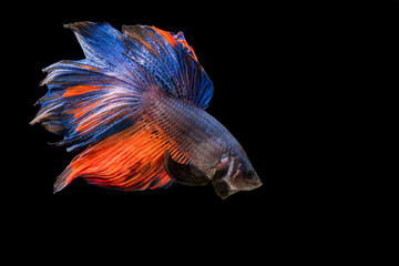 Betta fish, siamese fighting fish, betta splendens isolated on black background.