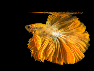 Betta fish, siamese fighting fish, betta splendens isolated on black background.