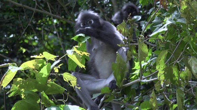 A Lemure (also referred to as lutungs, langurs, or grey leaf monkeys, or dusky leaf monkeys) enjoys a solitary lunch of leaves.