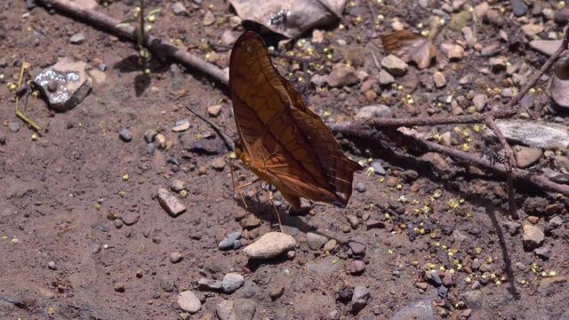 A Common Yeoman feeds on minerals found in the soil of the jungle floor. Class:  Insecta, Order: Lepidoptera, Family: Nymphalidae, Genus: 	Cirrochroa, Species: C. tyche