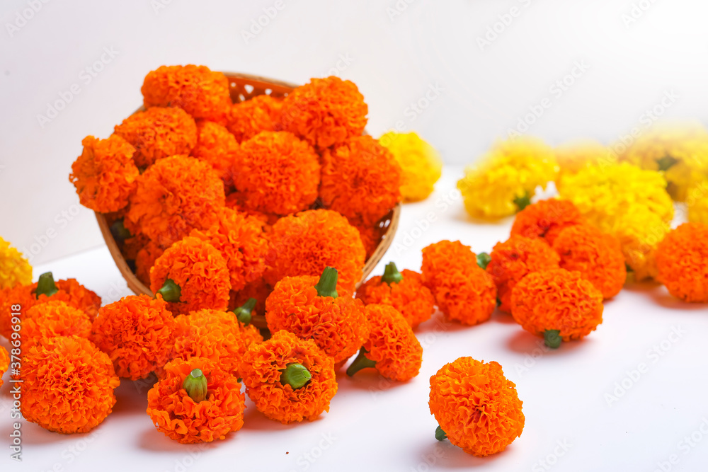 Sticker Marigold flowers on white background