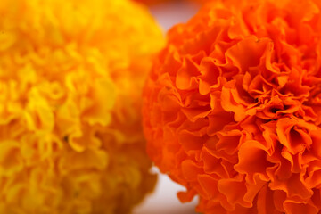 Marigold flowers on white background