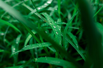 dew drops on grass