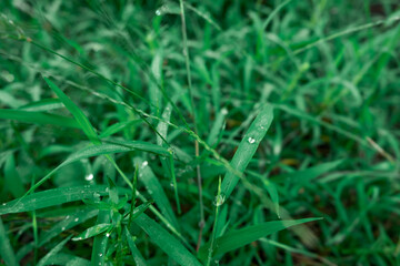dew on grass