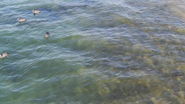 数羽のカモが仲良く泳ぐ様子