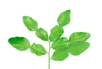 Kaffir lime leaves an isolated on white background